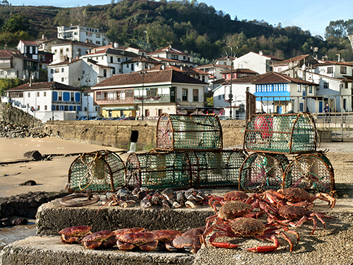 Foto Cetárea Tazones